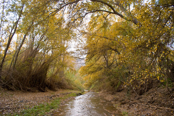 Arboles en el rio Lucainena en otoño
