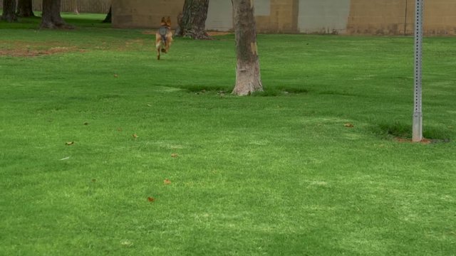 Dog Chasing Squirrels