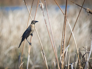 Common Grackle on branch