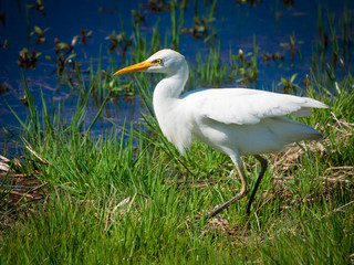 Wildlife in nature