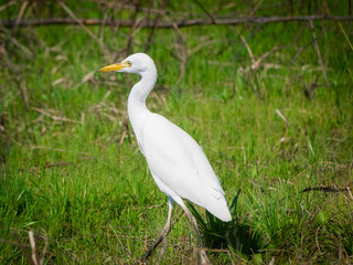 Cattle egret on ground