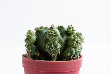 set of various cactus plants in pots. Cactus plant in different pot and view on table front of...