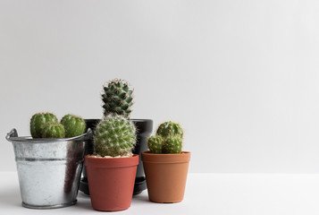 set of various cactus plants in pots. Cactus plant in different pot and view on table front of white wall