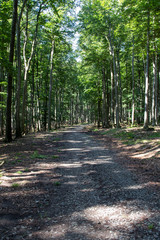 Road in the forest in the Little Carpathian mountains, Slovakia.