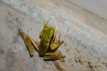 Frog clinging to a wall - Macro