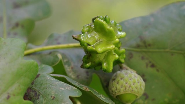  Unripe acorns oak on slight breeze-Knopper galls of eggs wasp (Andricus quercuscalicis) - (4K)