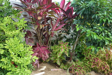 Tropical Flowers