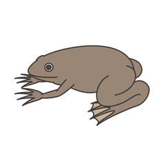 アフリカツメガエル