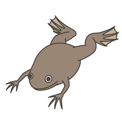 アフリカツメガエル