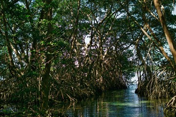 manglar celestun mexico