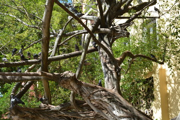 Tree Branches Close Up