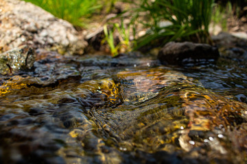 stream in the forest