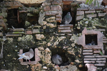 Dove Wall Nest