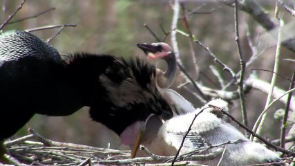 Beautiful black bird guards and feeds it chicks in the nest in the Everglades.