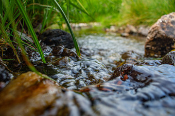 stream in forest