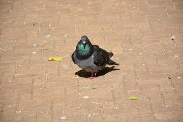 Dove Standing