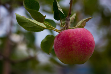 apple orchard, apple on a branch, harvest, summer