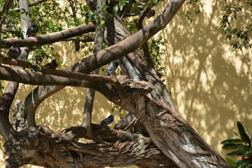 Tree Branches with Doves