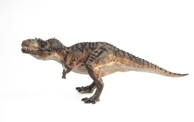 Fototapeta premium Gorgosaurus Dinosaur on white background