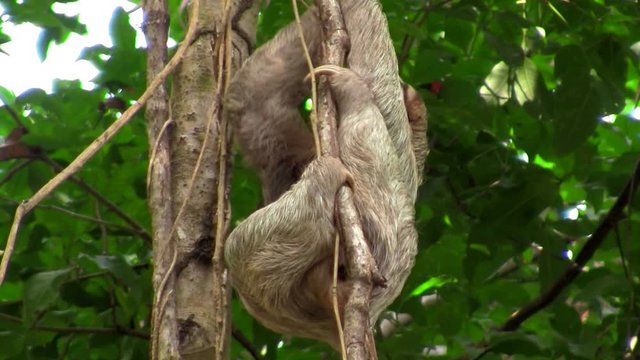 A sloth moves slowly in a tree.