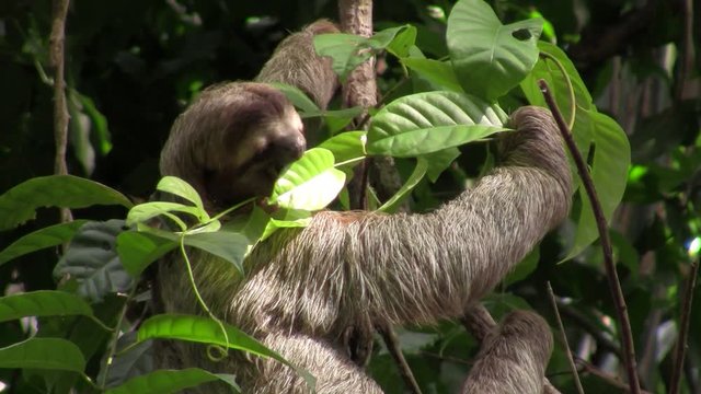 A sloth eats in a tree.