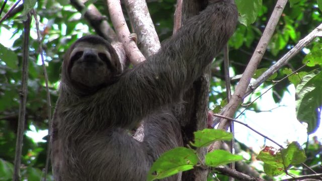 A sloth eats in a tree.