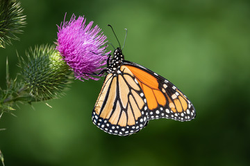 Monarch Butterfly Feeding on Bull Thistle Inflorescence