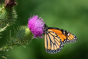 Monarch Butterfly Feeding on Bull Thistle Inflorescence