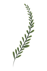 branch with leaf isolated icon