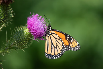 Monarch Butterfly Feeding on Bull Thistle Inflorescence