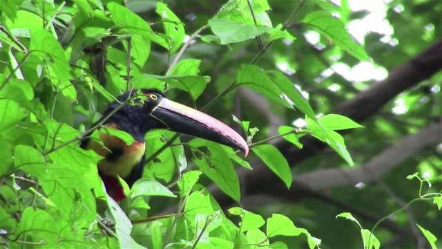 A aracari toucan bird sits in a tree eating berries.