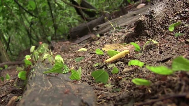 Leafcutter ants march across a tree branch.