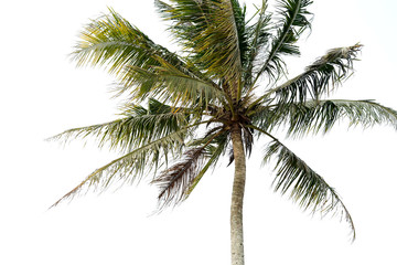Fototapeta na wymiar Single coconut tree on white background