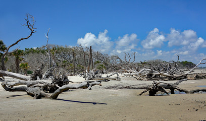Driftwood on a beach in coastal Georgia