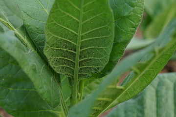 Black Planthopper pest on tobacco leaf