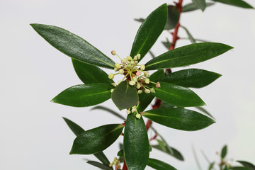 Tasmanischer Pfeffer Pflanze