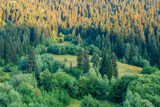 Beautiful view of spurce forest on the way to Hatsvali mountain. Svaneti, Mestia, Georgia.