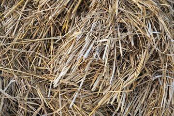 Bunch of thatch on rice field background photo