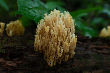 Coral Mushroom