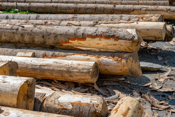 Wooden logs of spruce woods in the forest, stacked together in Svaneti, Georgia.