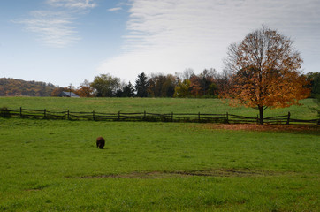 Animals