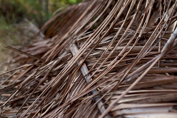 Dried coconut leaves background texture