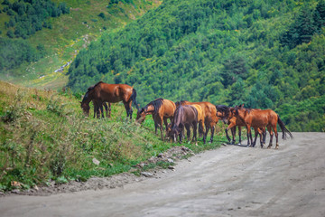 Horses on a rural road to Ushguli, Svaneti, Georgia.