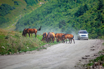 Horses on a rural road to Ushguli, Svaneti, Georgia.
