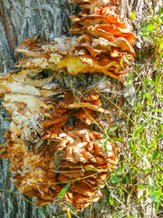 Mushroms growing from Tree Trunk