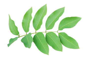 Fresh green leaves on branch isolated on white background. Object with clipping path.