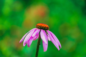 Close-up of pink coneflower echinacea flower