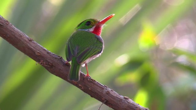 The Cuban tody bird poses on a small branch.