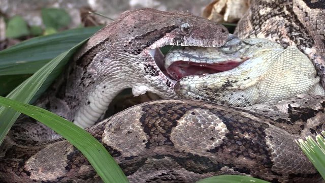 Extreme close up of a python eating an iguana whole. 