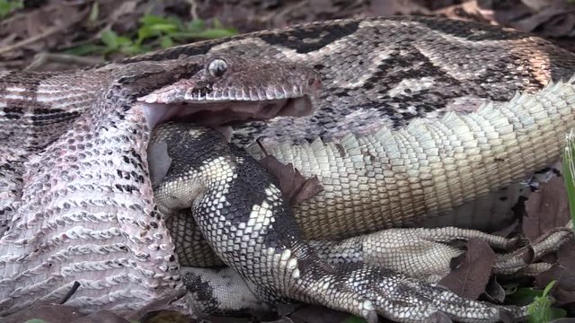 Extreme close up of a python eating an iguana whole. 